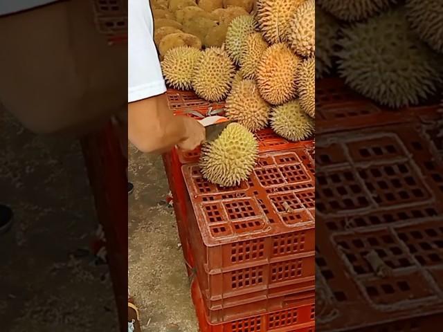 Amazing Durian Cutting #durianfruit #cuttingskills #shorts #viralcuts