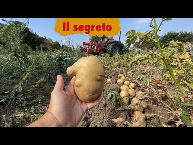 Il Segreto per coltivare Bene le Patate 