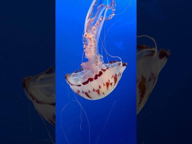 Jellyfish, Monterey Bay Aquarium, California