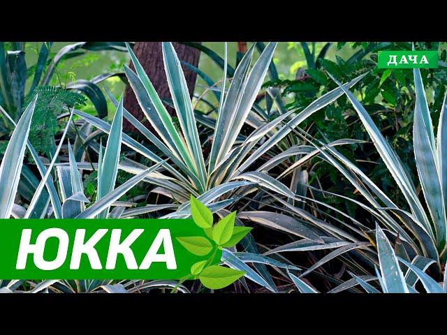 Добрый сад №10 - Юкка садовая | Экзотическое растение в саду
