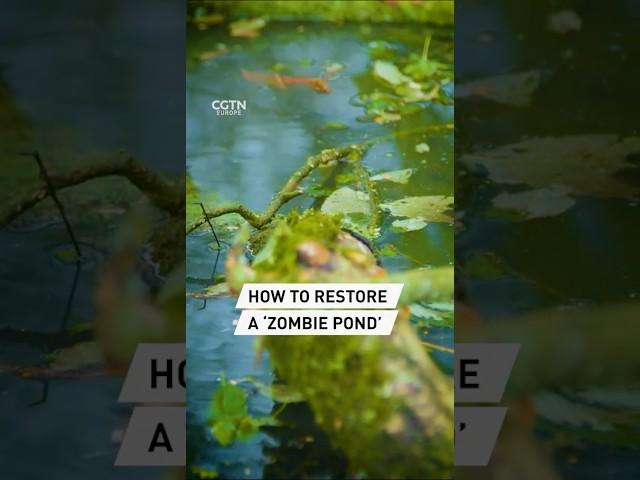 Bringing ‘zombie ponds’ back to life