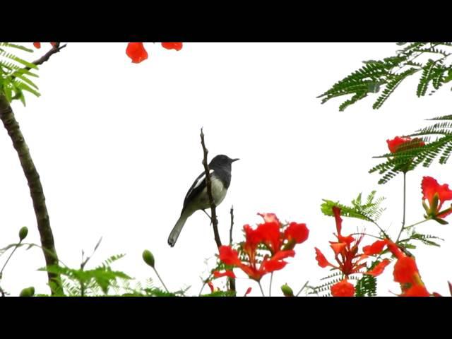 Oriental Magpie-Robin Singing! Singapore Botanical Garden.