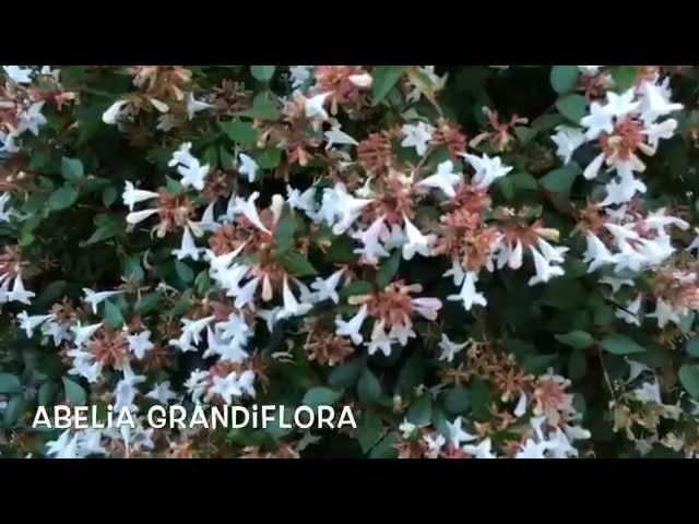 Abelia grandiflora. Garden Center online Costa Brava - Girona.