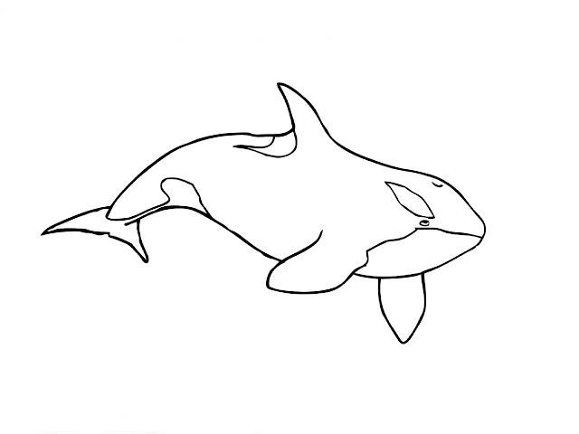 How to Draw a Killer whale / Как нарисовать касатку