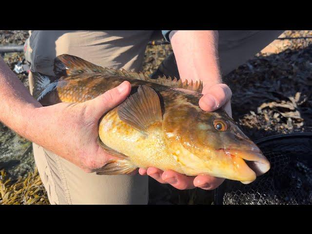 Sea Fishing The Rock Quarry For Big Wrasse!!