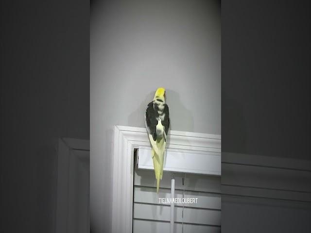 Cockatiel Sings Beautiful Songs to His Favorite Wall | Tiel Named Loubert