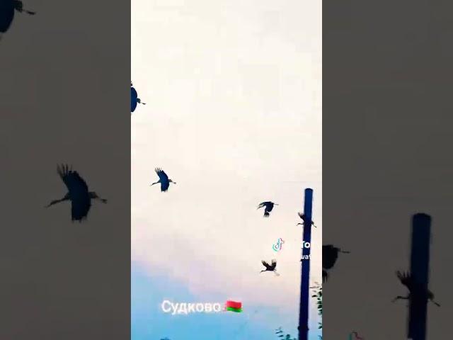 увидел стаю аистов