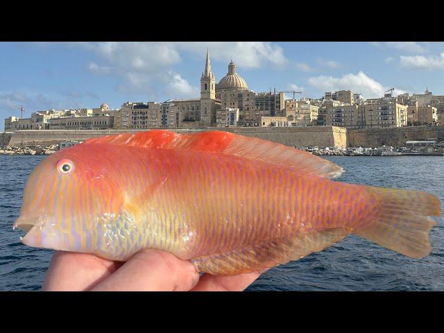 Species Hunting in Malta | Winter LRF Fishing