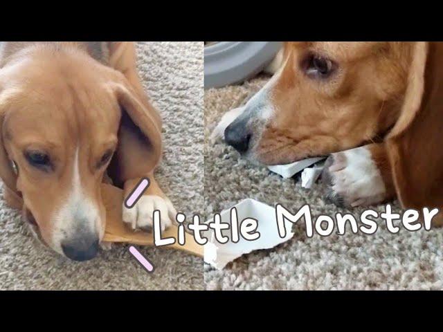 Are all beagles destroyers?