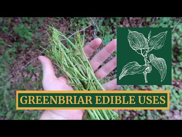 Greenbriar Edible Uses, Harvest, and Campfire Cooking [Eating the East's Most Hated Vine]