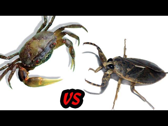 Crab vs Giant Water Bug