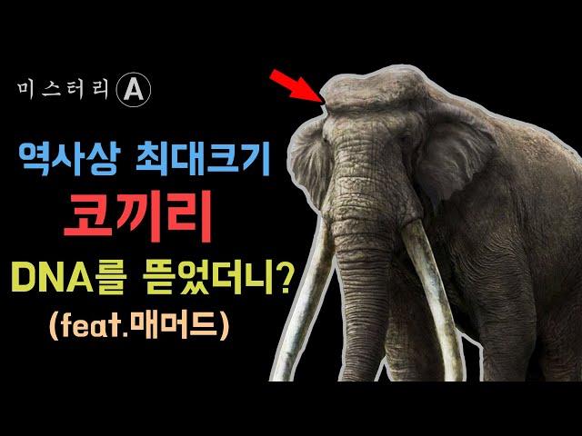 지상 최대크기 포유류, 곧은상아코끼리 / 그런데 학계가 뒤집어진 이유는? ㄷㄷ