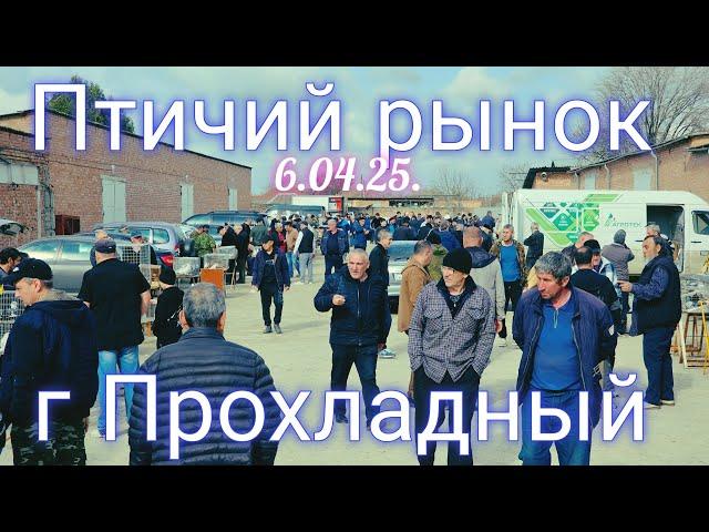 Pigeons prices Bird market g Prokhladny