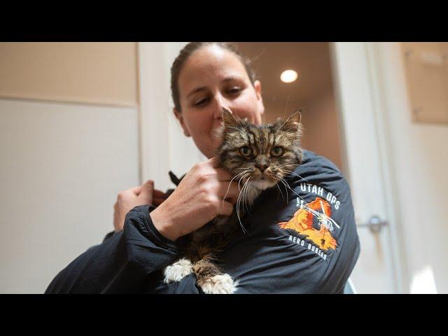 Helicopter pilot adopts cat she rescued after deadly Bryce Canyon fall