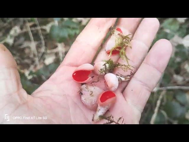 how to find the edible Scarlet Elfcup #mushroom #foraging