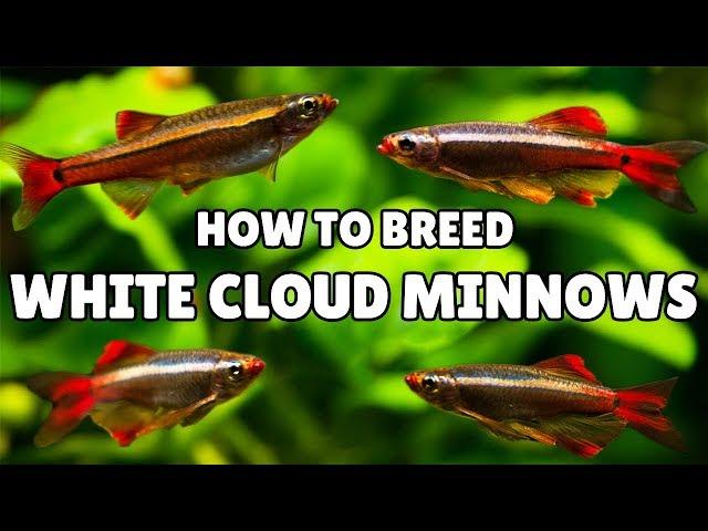 White Cloud Mountain Minnow Breeding (SUPER SIMPLE!)