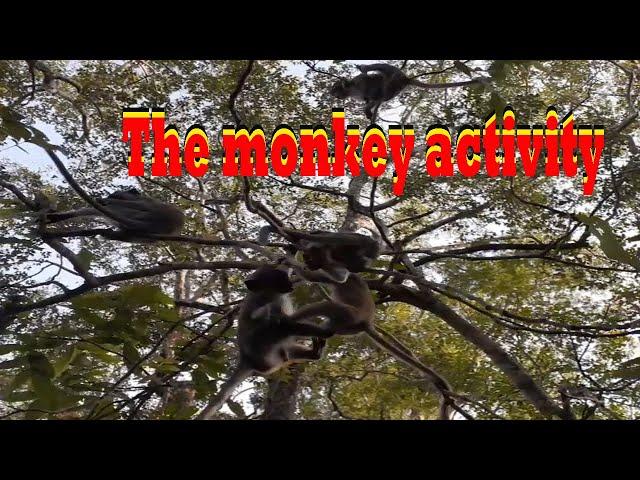 MONKEY ACTIVITY ON THE TREES | MONKEY PLAYING WITH FAMILY