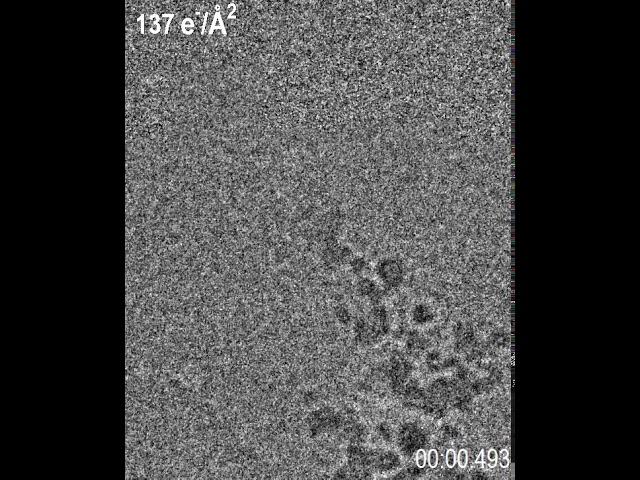 Counted Video of Fast Cu Dendrite Growth