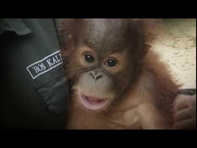 Borneo Orangutan Survival