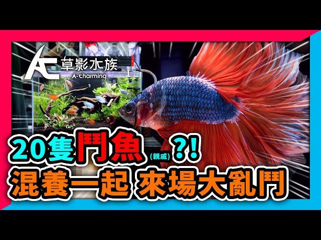 離開水也可以呼吸的魚！｜AC草影水族