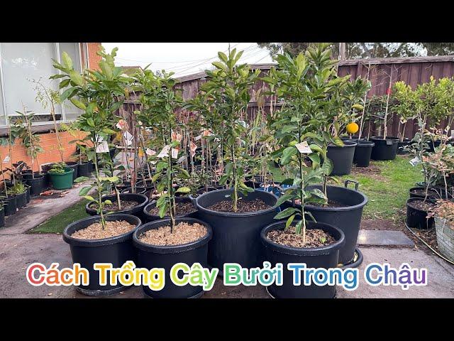 CUỘC SỐNG ÚC l CÁCH TRỒNG VÀ BÓN PHÂN CHO CÂY BƯỞI RA NHIỀU TRÁI NGỌT l HOW TO GROW GRAPEFRUIT TREE