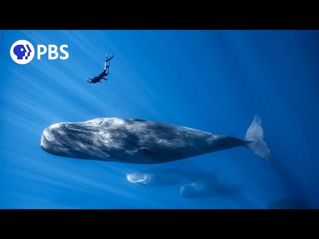 Befriending a Sperm Whale