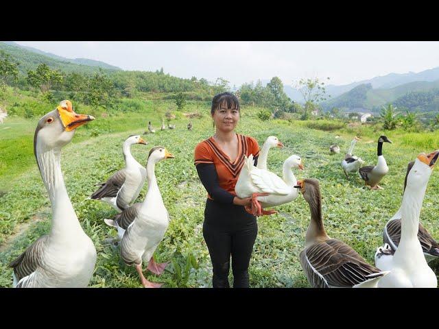 Harvesting Ducks Eggs Goes To Market Sell, Cooking Ducks Egg With Tomato | Phuong Daily Harvesting