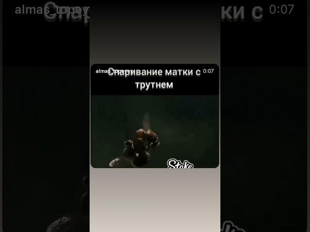 Как спаривается матка #мед #пчела #пчеломатки #пчеловодство #мёд #пчеловодстводляначинающих #пасека