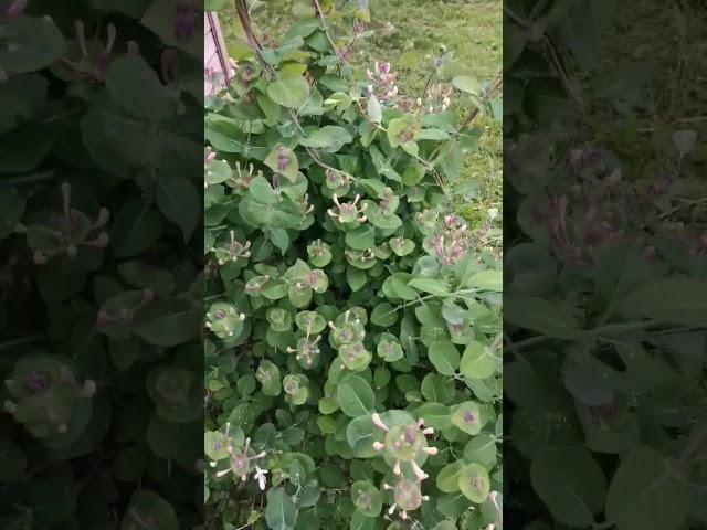 Жимолость каприфоль. Красивая, но проблемная