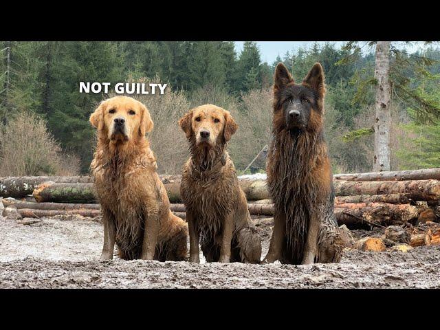 Golden Retrievers and German Shepherd Take a Mud Bath! The Muddiest Walk Ever!