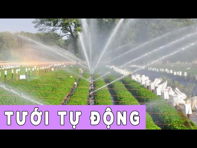 Trang Trại CÂY CẢNH CHỢ HÀNG Tưới Tự Động Như Thế Nào? | Đoạn Đằng Phong
