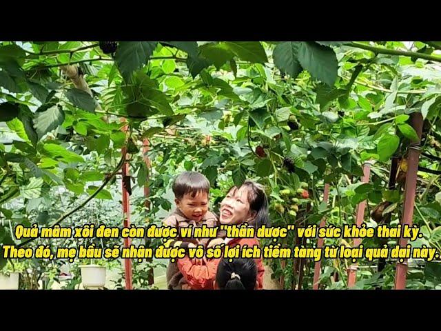 Mâm Xôi Đen Nguồn Dinh Dưỡng Vạn Năng/ Nguyễn Linh ĐL, Vlog Du Lịch, Ẩm Thực, Đà Lạt, Dinh Dưỡng