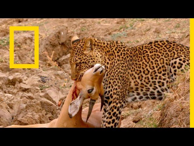 حيوانات أفريقيا المفترسة: الضبع المفقود | ناشونال جيوغرافيك أبوظبي