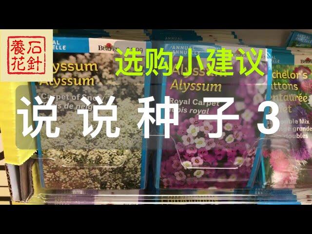 [石针养花]育苗选种子3（紫锥菊，庭荠花，耧斗花，百日草）