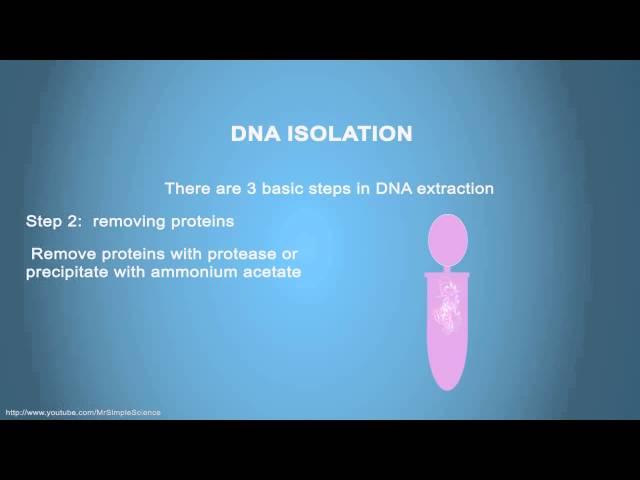 DNA ISOLATION - Simple Animated Tutorial