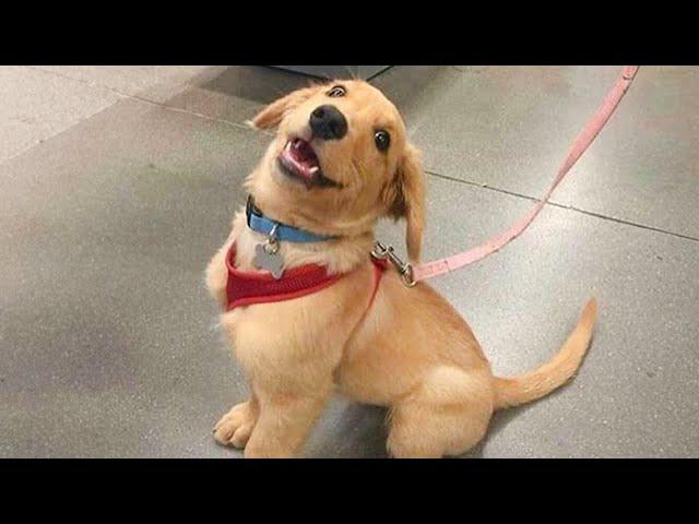 This FUNNY PUPPY Will Make Your Day  Funniest Animal Videos
