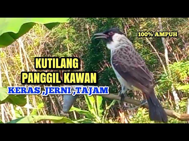 Suara pikat kutilang ampuh 100%bikin kutilang liar emosi durasi panjang | cocok Panggilan & Masteran