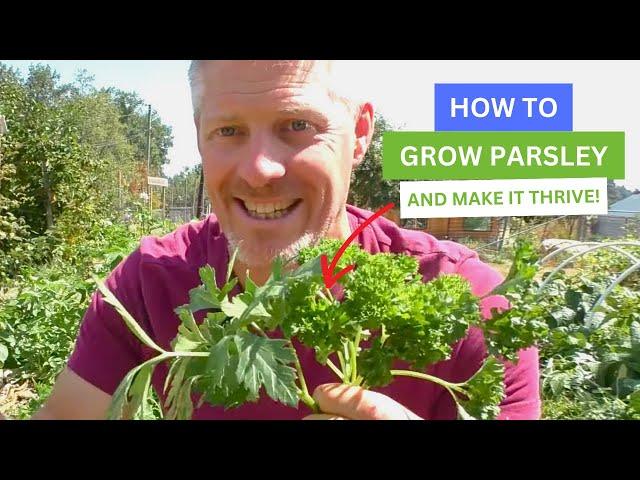 How To Grow Parsley And Make It Thrive!