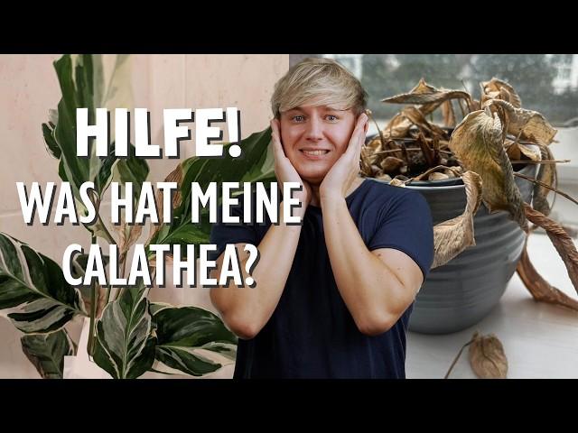 SOS Calathea  Die 11 häufigsten Probleme deiner Pflanze + Lösungen! (Goeppertia)