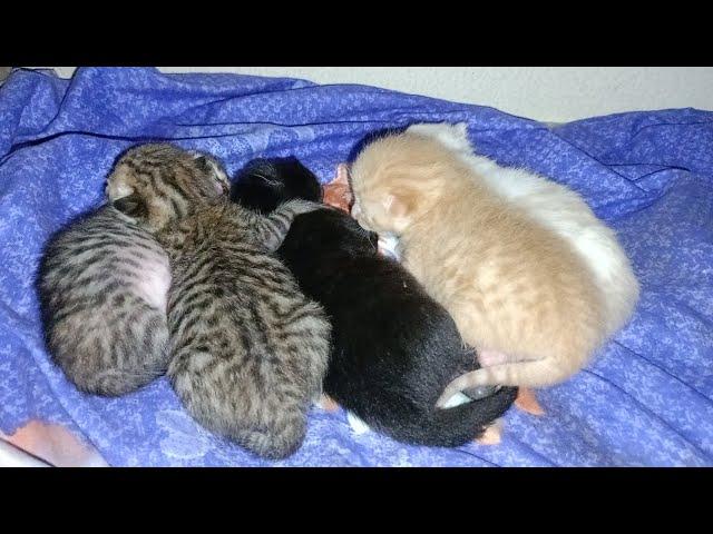 Abandoned Cat Finds a Safe Haven and Gives Birth to Kittens in Our Room 