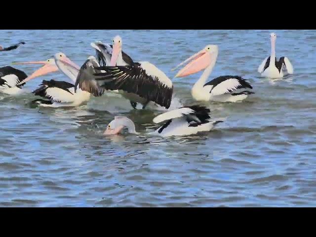 Australia’s Birdlife Moreton Bay #wildbirds #nature #wildlife.