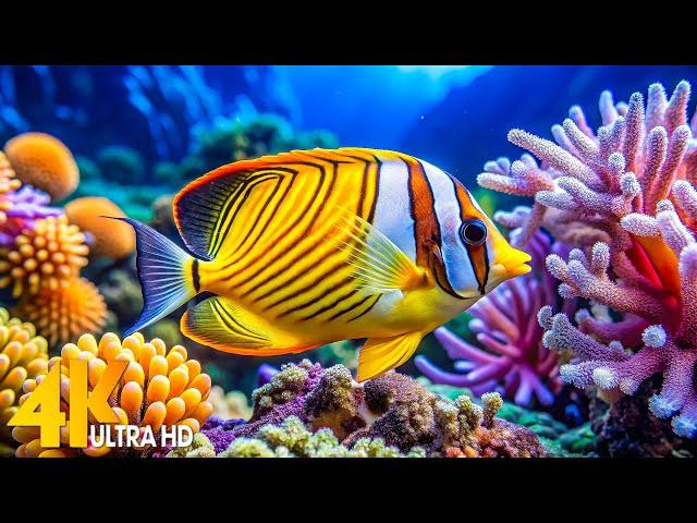 Aquarium 4K VIDEO (ULTRA HD) - Peaceful Ocean Life and Vibrant Reefs, Sea Jellyfish Relaxing