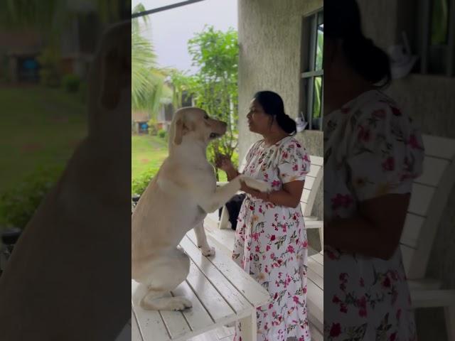 When dog wants to play#dog#pets#labrador#dogtraining