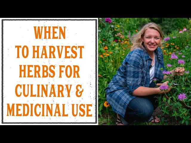 WHEN & HOW TO HARVEST HERBS FOR MEDICINAL USES