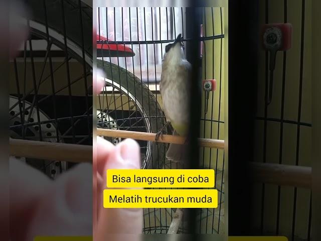 Melatih trucukan muda sampai galak bulbul