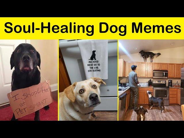 Soul-Healing Dog Memes That Are Cute And Funny At The Same Time (NEW) || Funny Daily