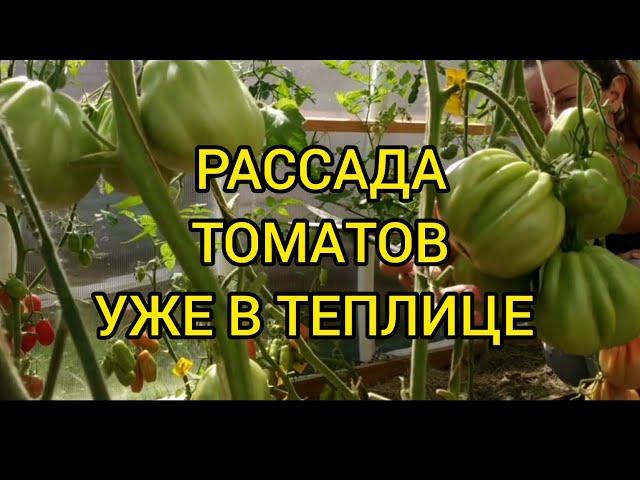 ПОДКОРМКА РАССАДЫ ПЕРЕД ВЫСАДКОЙ #рассада #томаты