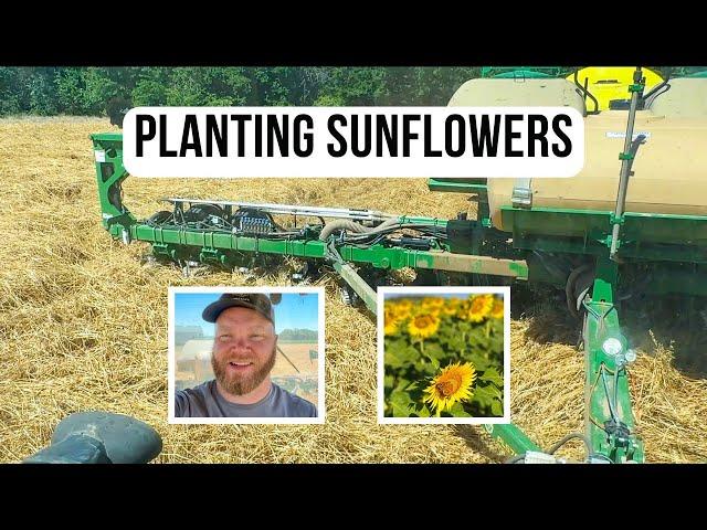 Time To Plant SUNFLOWERS! | Spray Day | Hay Day