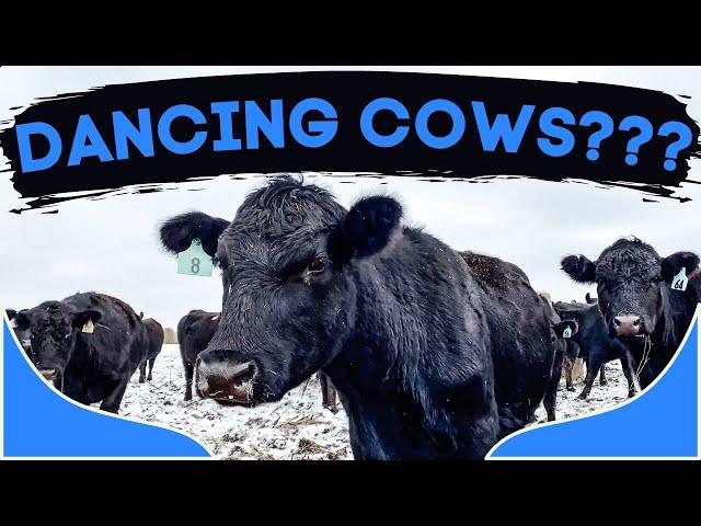 COWS DANCE to the GIT UP!