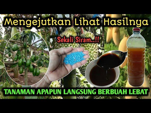Cukup Satu Sendok Saja Tanaman Jenis Apapun Langsung Berbuah Lebat Sekali‼️